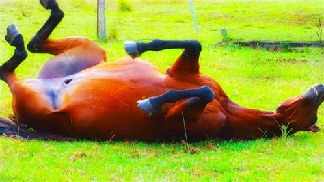 Compilation of horse cock blowjobs with zoophiles .